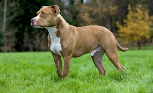 Un chien (illustration).