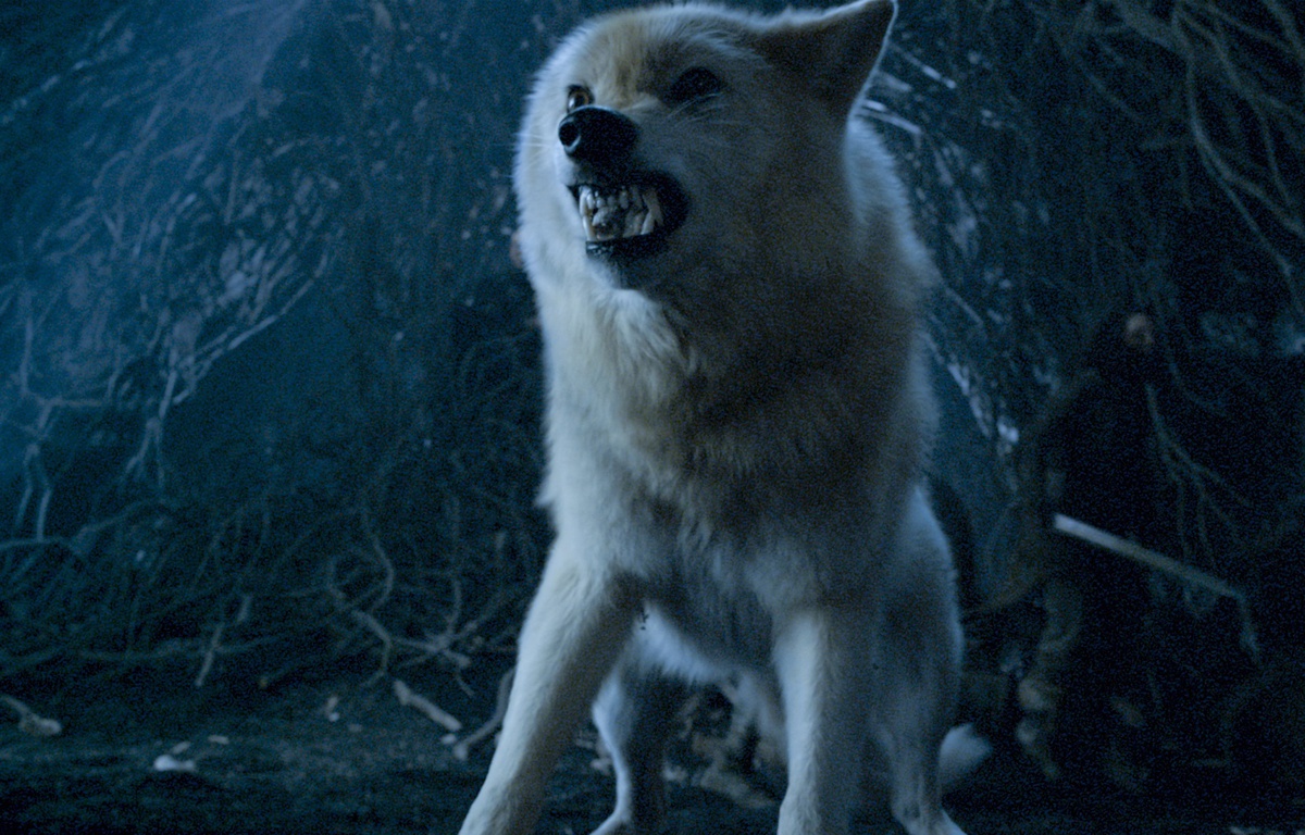 Nom Des Loup Dans Game Of Thrones Games of Thrones: A quoi servent les loups (enfin, ceux qui restent) ?