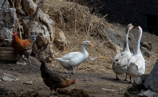 Des poulets et des oies dans la province de Guizhou, le 20 février 2014. Depuis un an, la grippe aviaire a tué plus de 100 personnes en Chine.