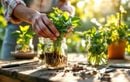 La méthode oubliée pour multiplier vos plantes gratuitement avec ce que l’été vous offre