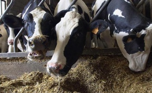 Des vaches devant être abattues suivant le principe de précaution après la découverte d'un animal atteint de la maladie de la vache folle dans un élevage, le 7 mai 2001 à Argouges