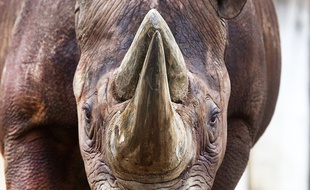 Un rhinocéros noir né en Afrique qui vit aujourd'hui en captivité en Allemagne. Illustration.