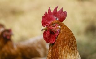 Un coq. (Illustration)