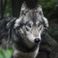 C’est quoi ce loup qui sème la terreur dans une forêt aux Pays-Bas ?