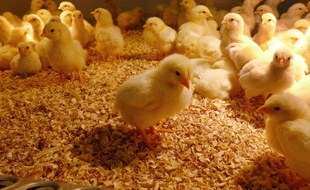 Illustration d'un élevage de poussins, ici aux Etats-Unis.