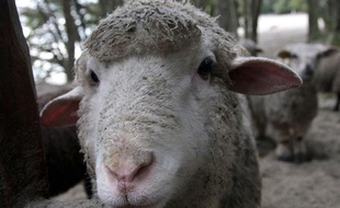 Un mouton.
