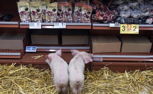 Des porcelets lâchés par des agriculteurs au rayon charcuterie d'une grande surface de Rennes le 7 février 2015 pour protester contre la baisse du prix du porc.
