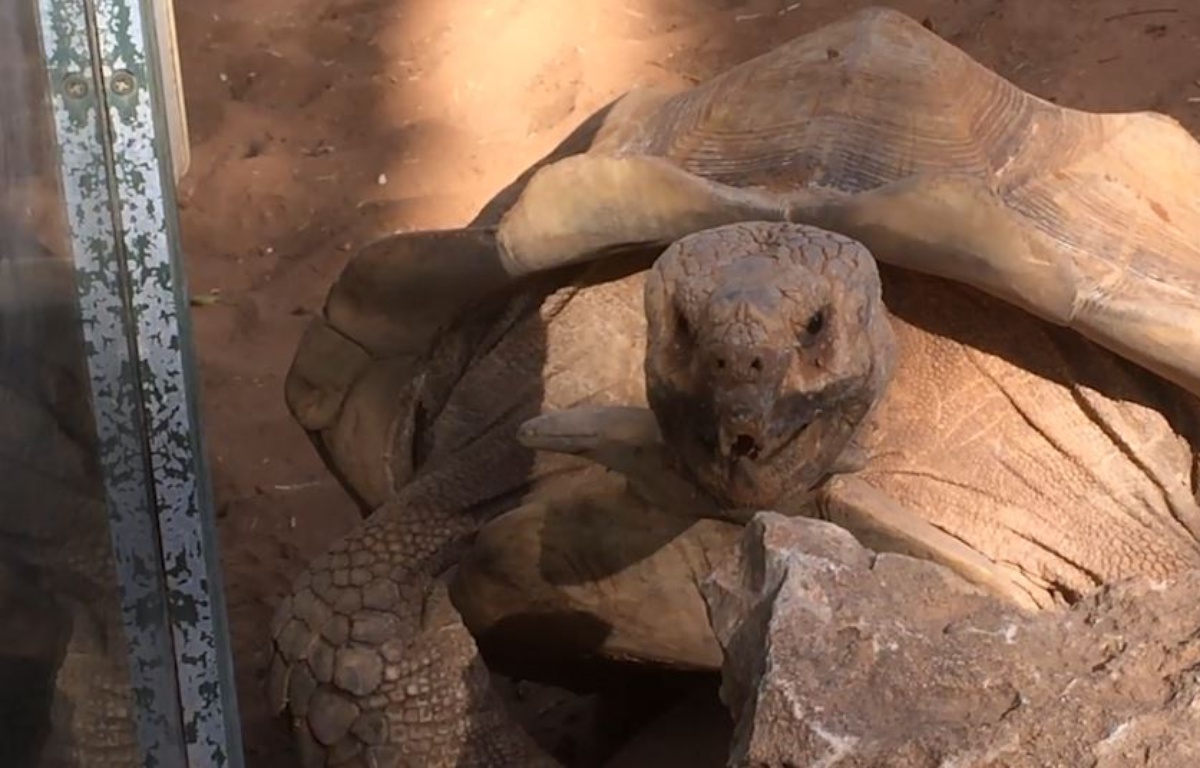 Video Le Cri Etonnant D Une Tortue En Plein Accouplement