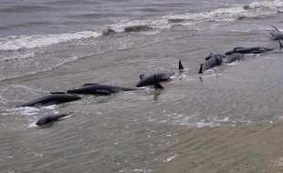 Huit baleines-pilotes échouées sur une plage isolée de Nouvelle-Zélande vont être euthanasiées, ont indiqué jeudi les autorités, après plusieurs vaines tentatives de les repousser vers le large.