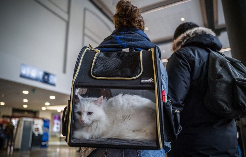 Une voyageuse a-t-elle été verbalisée parce que son chat miaulait dans le TGV ?