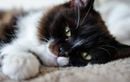 Êtes-vous prêt à découvrir pourquoi votre chat vous observe de cette façon ?