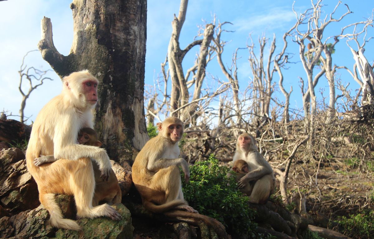 Etats-Unis : Une quarantaine de singes en cavale après une évasion d’un laboratoire
