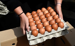 Carrefour a annoncé ce jeudi qu’elle allait étendre à ses magasins européens (9.500 aujourd’hui) sa décision de ne plus proposer aucun œuf issu de poules élevées en batterie.