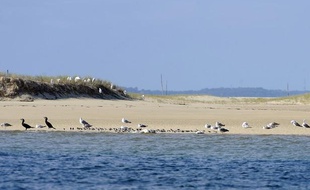 Photo de cormarans, de pluviers et de goelans posés sur le sable du banc d'Arguin, à marée haute.