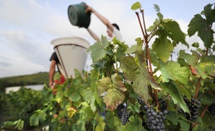 A l'inverse dans le Beaujolais, un climat plus chaud augmente la qualité du vin alors que les vignerons étaient autrefois contraints d'ajouter du sucre pour soutenir les niveaux d'alcool dans ses vins rouges de table.