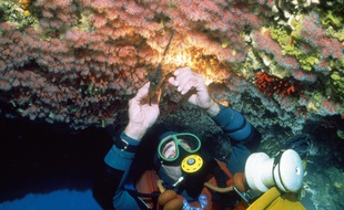 Illustration d'un plongeur en train de récolter du corail.