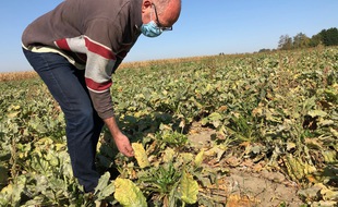 Quelques betteraves touchées par la jaunisse dans une parcelle bio, près de Douai, dans le Nord.