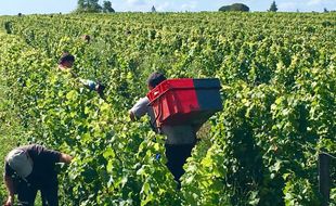 Illustration vendanges dans le Bordelais