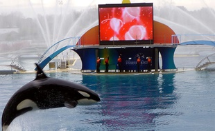 Marineland, le delphinarium d'Antibes, possède six orques aujourd'hui. Dont cinq ont vu le jour en captivité.