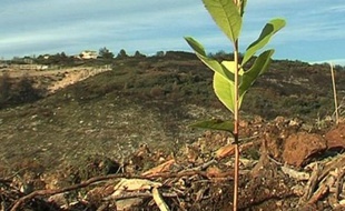 L'un des 500 arbres replantés hier dans la garrigue de la Mosson.