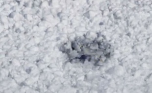 Un lièvre qui n'a pas froid aux yeux.