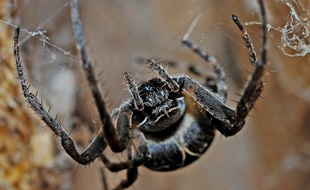 Illustration d'un aranéide.