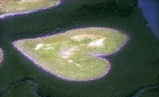 Photo récente du Cœur de Voh, l'étendue de mangrove d'environ 1 km carré, naturellement dessinée en forme de cœur, en Nouvelle-Calédonie.