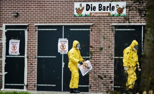 Des membres des services de santé dans une ferme de volailles où a été détecté le virus de la grippe aviaire à Zoeterwoude, près de La Haye, le 30 novembre 2014