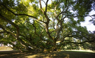 Le Sophora du château de Montry en Seine-et-Marne, l'un des 500 arbres remarquables labellisés par l'association A.R.B.R.E.S.