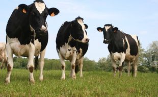 Neige est une vache de race Abondance âgée de quatre ans.