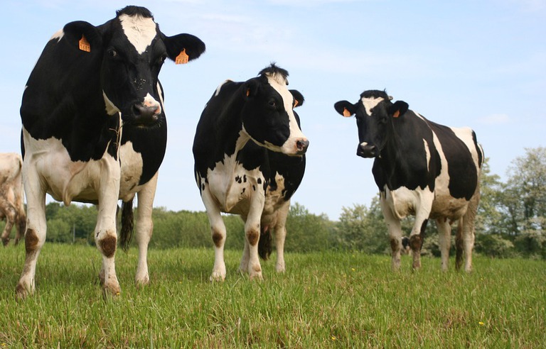 Vache Actualites Videos Images Et Infos En Direct Minutes