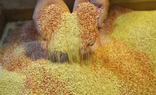 Le président bolivien Evo Morales a proposé lundi le quinoa, une plante originaire des hauts plateaux de la Cordillère des Andes, respectueuse de l'environnement et riche en protéines, pour lutter contre la faim dans le monde, lors d'une visite à la FAO à Rome.