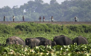 Un troupeau d'éléphants dans la réserve de Deepor Beel, en Inde.
