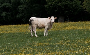 Une vache de race charolaise dans son champ, le 12 mai 2020 (Illustration).