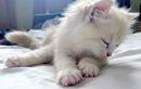 Votre chat s’étire au réveil ? Découvrez ce que cachent ses mouvements sur sa santé et son bien-être