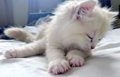 Votre chat s’étire au réveil ? Découvrez ce que cachent ses mouvements sur sa santé et son bien-être