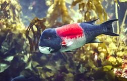 Ce poisson peut changer de sexe si besoin