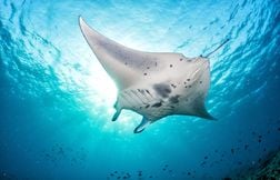La raie manta : la géante pacifique des océans