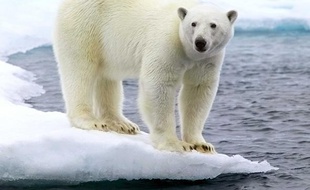 Un ours polaire, dans l'Arctique.