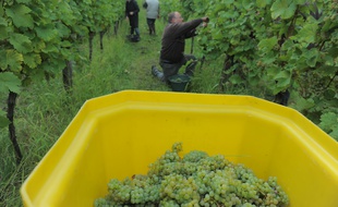 Les vins d'alsace lancent la première retransmission des vendanges en direct sur Internet... (Illustration)