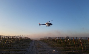 L'hélicoptère ramène les masses d'air chaudes vers les rangs de vignes.