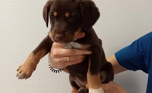 Agés de deux mois, les chiots sont en bonne santé.