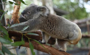 Un koala le 28 avril 2016 dans la localité côtière de Port-Macquarie en Australie