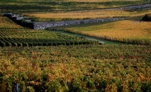 Illustration de vignes dans l'appellation Saint-Emilion. (AP Photo/Bob Edme)/NYOTK/27539556849/1510301031