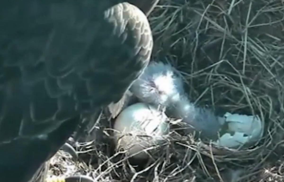 VIDEO. Un bébé aigle sort de son œuf en direct sur
