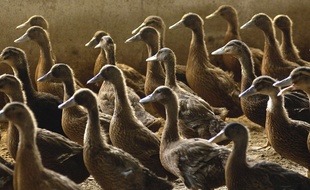 Deux exploitations du Gers ont été touchés par le virus H5N3.