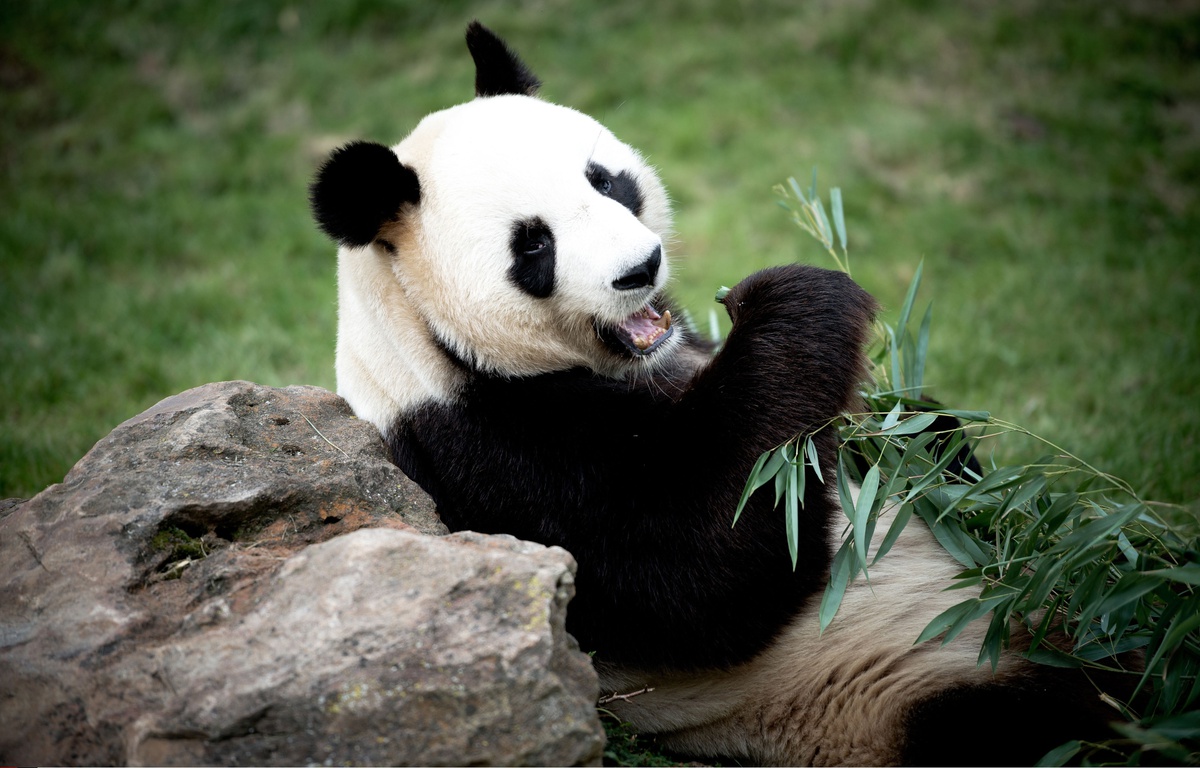 Zoo de Beauval: La fertilité d'une femelle panda affole ...