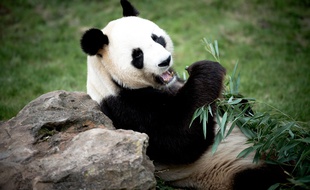 L'un des pandas du zoo de Beauval (Loir-et-Cher) mange des bambous le 11 septembre 2015.