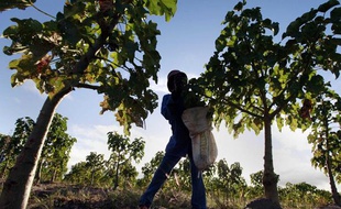 Une plantation de jatropha au Mozambique, appartenant à une société britannique, en mai 2010.