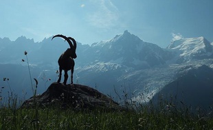 Un bouquetin dans les Alpes, extrait du documentaire La France sauvage